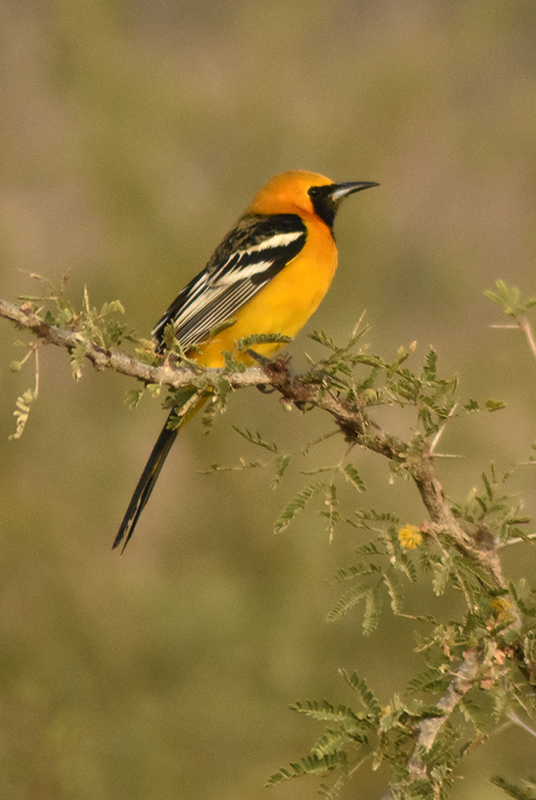 Hooded oriole