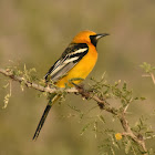 Hooded oriole