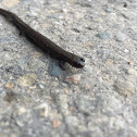 California Slender Salamander