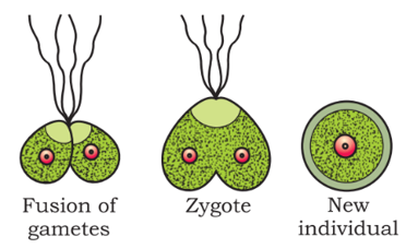 Sexual reproduction