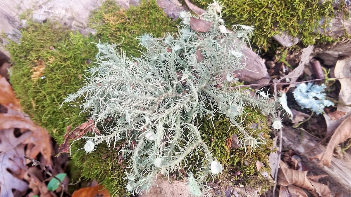 Florida Beard Lichen