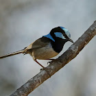 Superb Fairy-wren