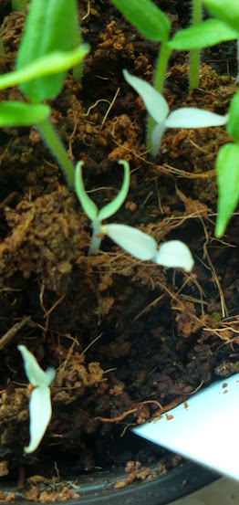 37o7Ab9JrIkloz7Br99_hDDyCQX6VmVFvgEOgEdnvX1_=w262-h553-no