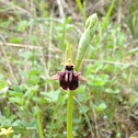 Ophrys mammosa