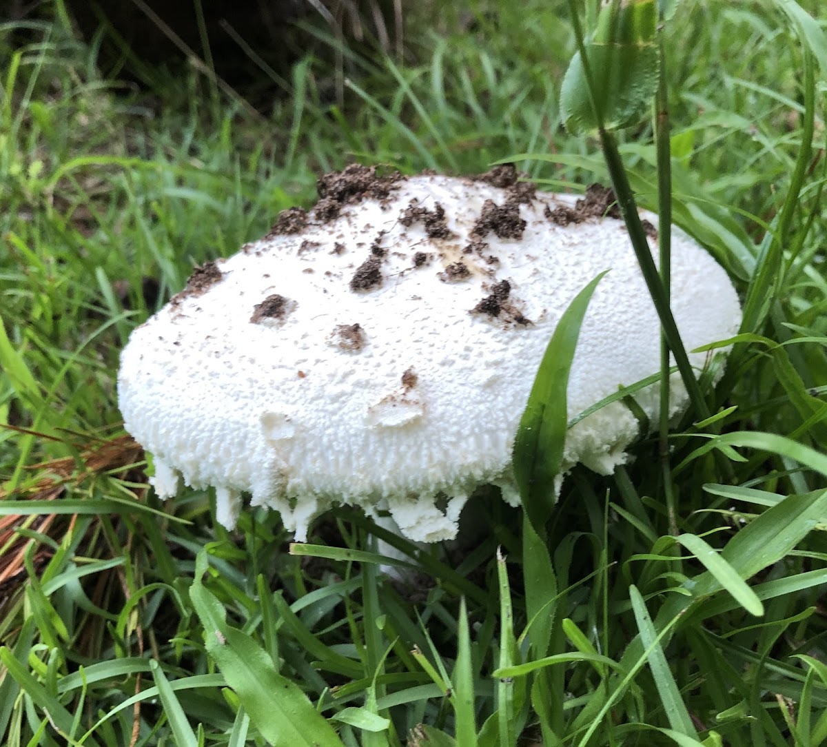 Agaricus Mushroom