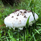 Agaricus Mushroom