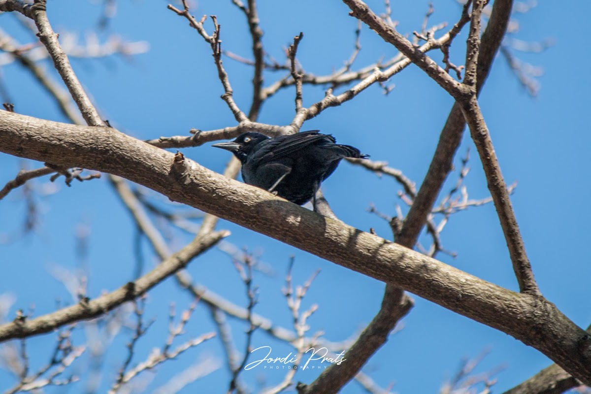 Common Grackle