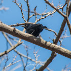 Common Grackle