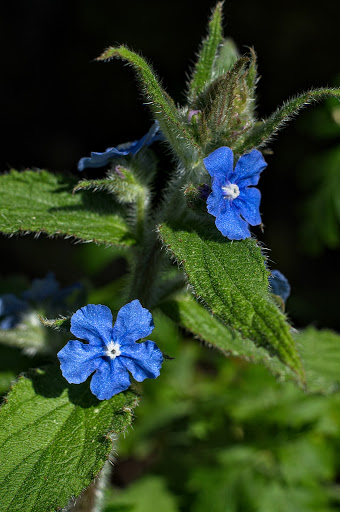 Anchusa Pentaglottis sempervirens