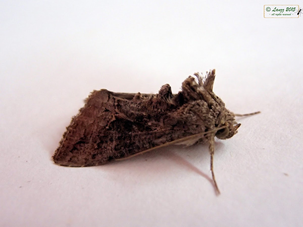 Noctuid Moth