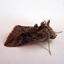 Noctuid Moth