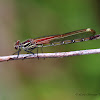 American Rubyspot