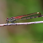 American Rubyspot