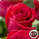 Cover Image of Télécharger Rose Flower Gifs download 2.0 APK