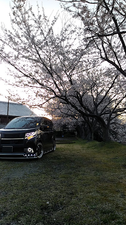 ムーヴの桜コラボ・サクラと愛車・スマホ画質クソ・セカンドカーに関するカスタム事例の投稿画像25枚目