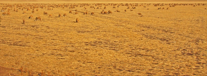 Campi dorati di Francesca Malavasi