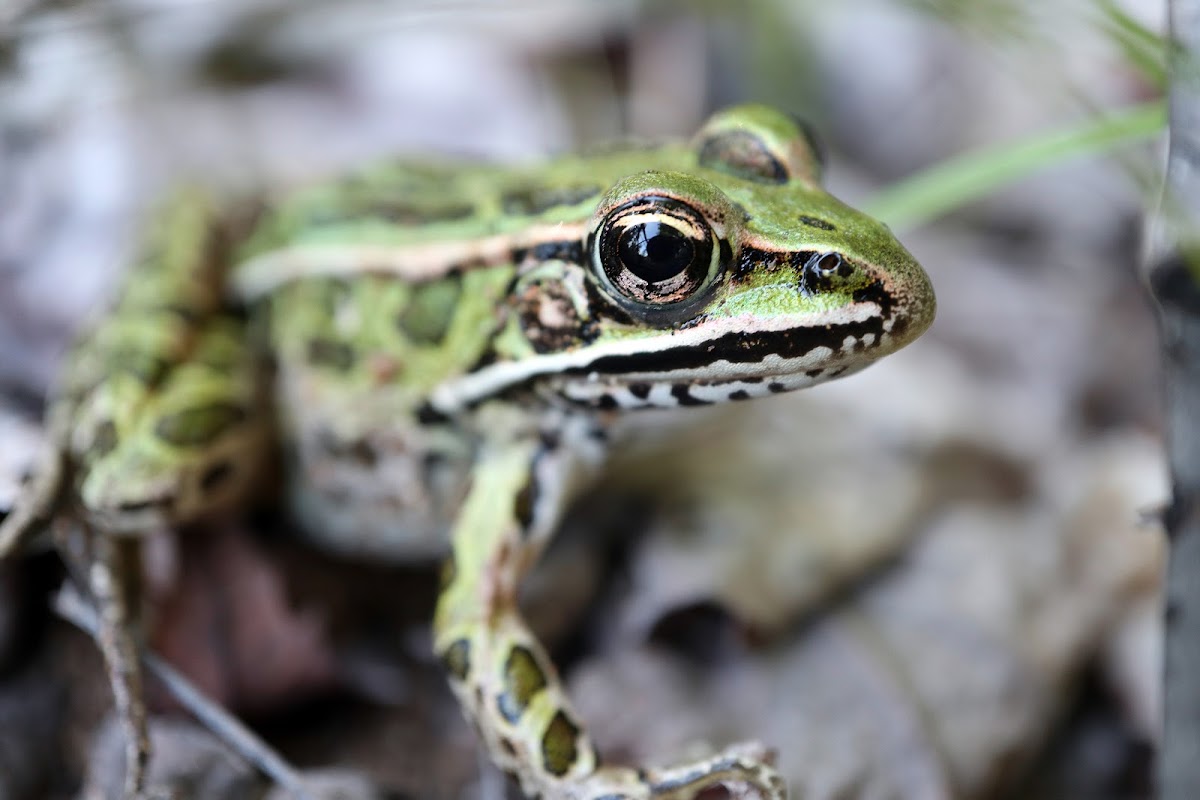 Northern Leopard Frog