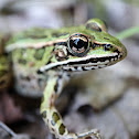 Northern Leopard Frog