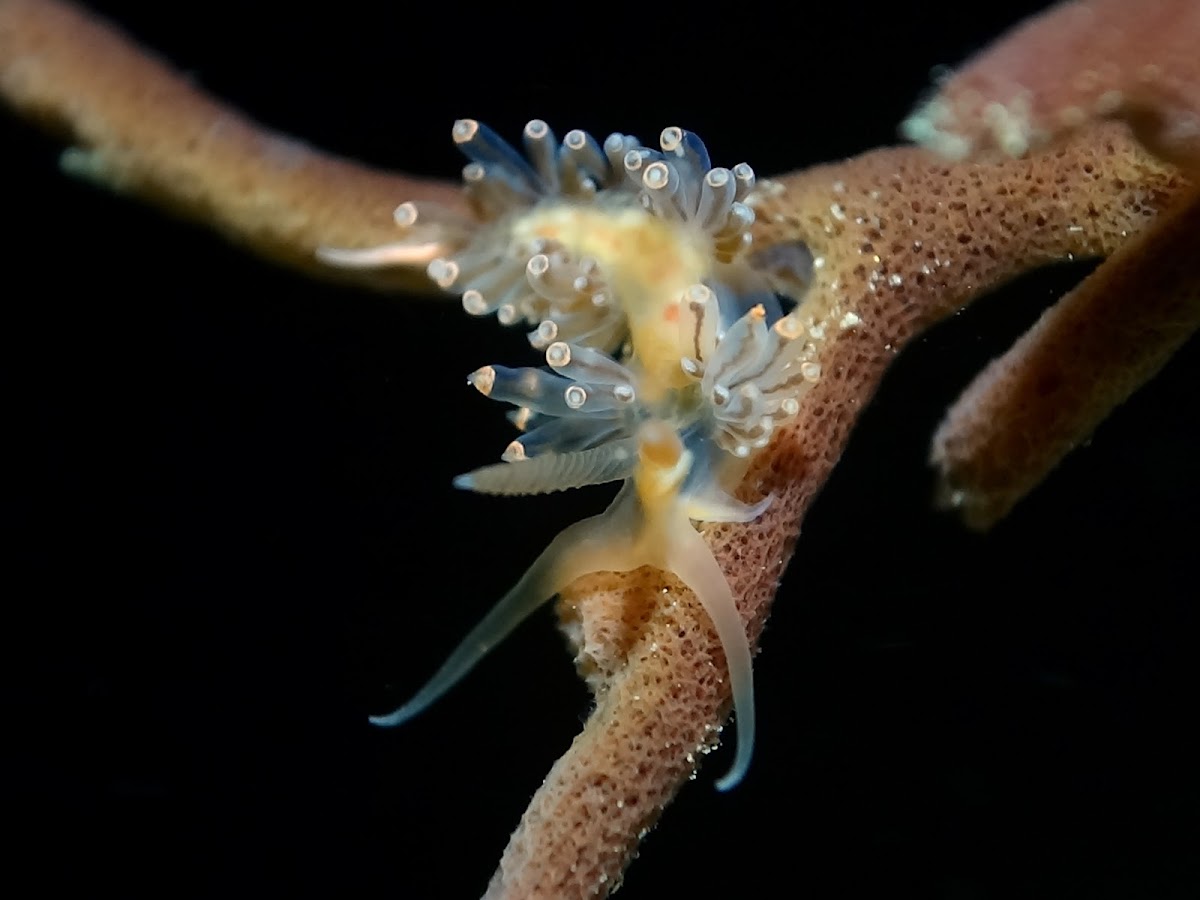 Nudibranch