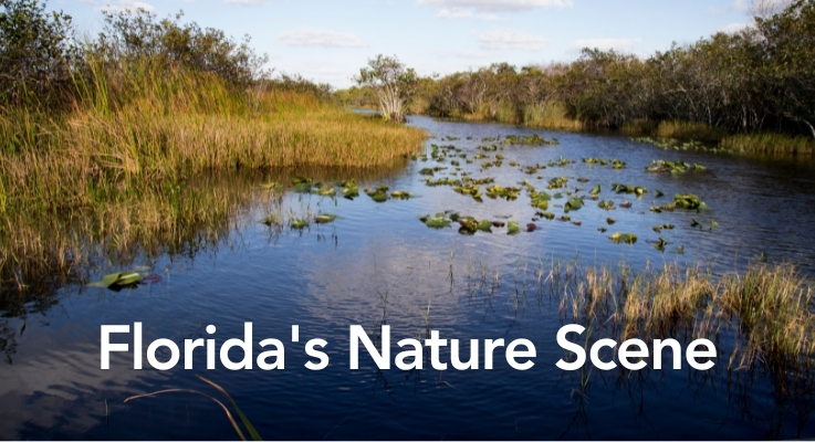 Florida’s Nature Scene