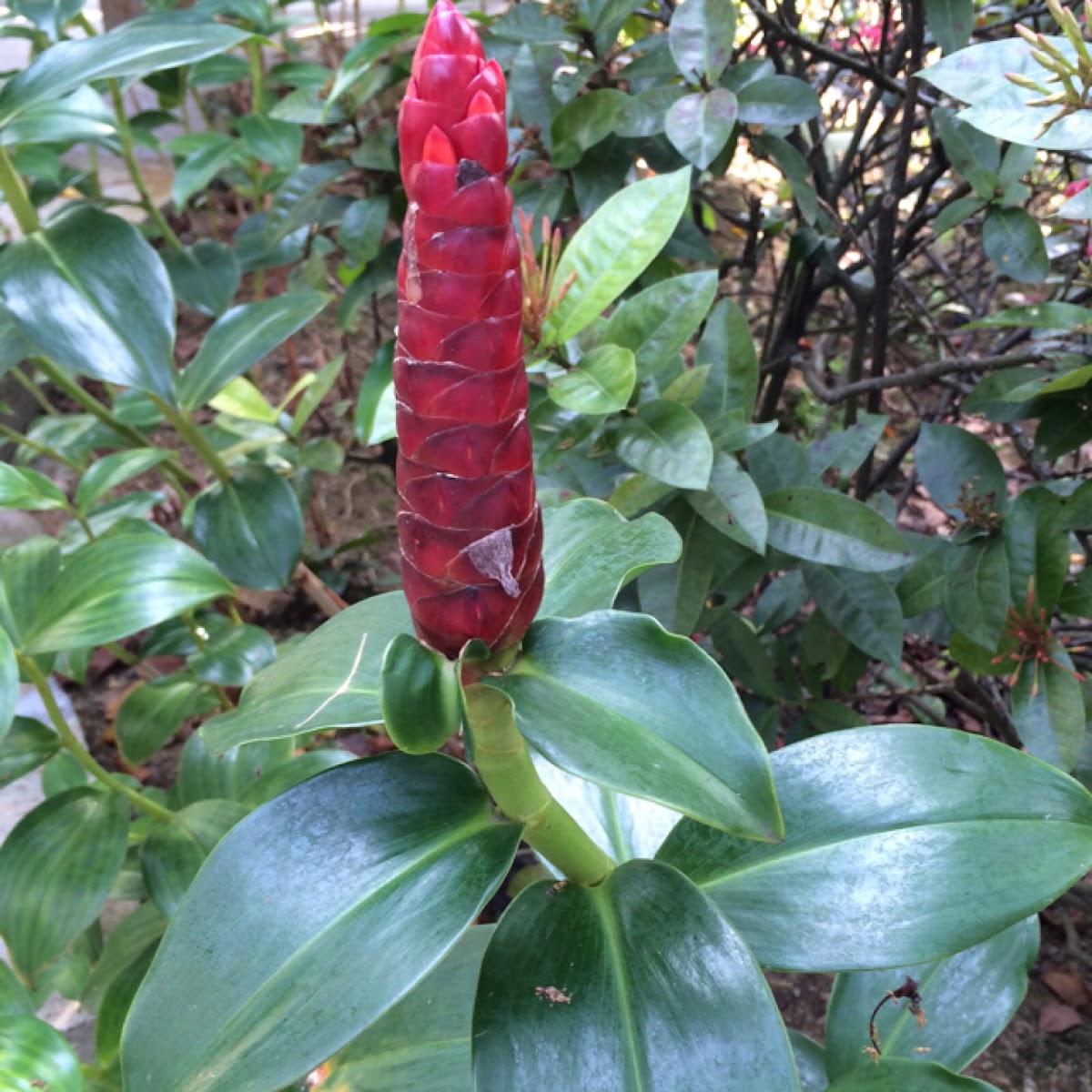 Indian head ginger