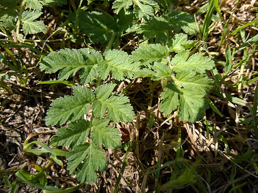 Erodium moschatum