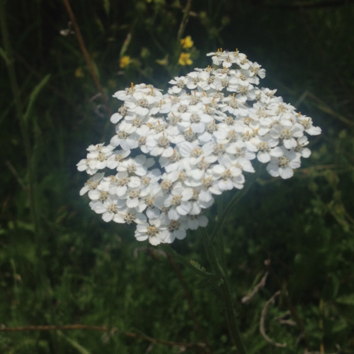 Yarrow