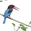 White-throated Kingfisher