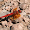 Orange-winged Dropwing