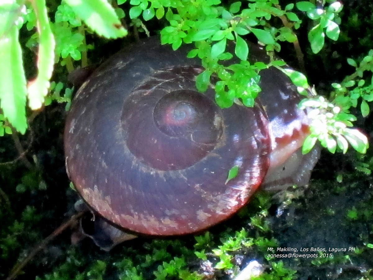 Land Snail 'Bayuku'