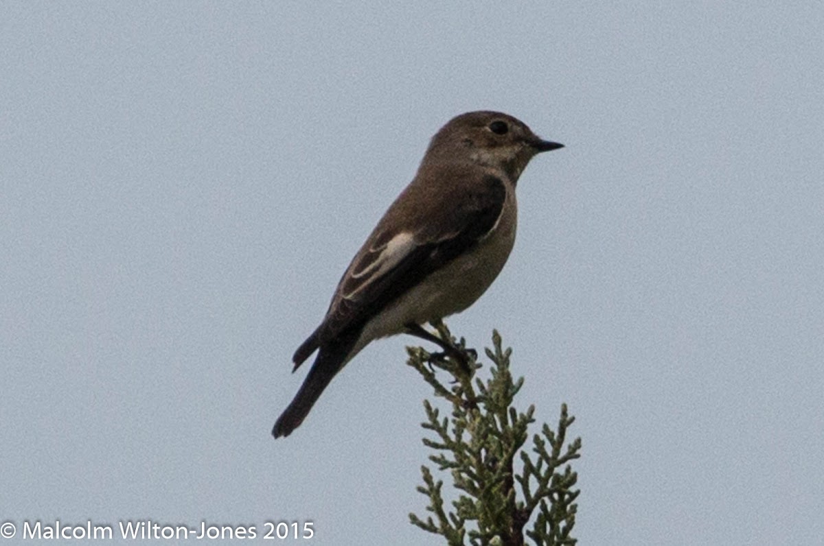 Pied Flycatcher; Papamosca Cerrojillo