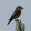 Pied Flycatcher; Papamosca Cerrojillo