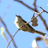 Small Minivet