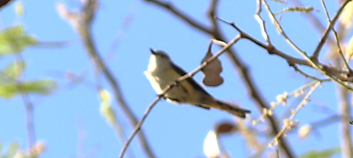 Small Minivet