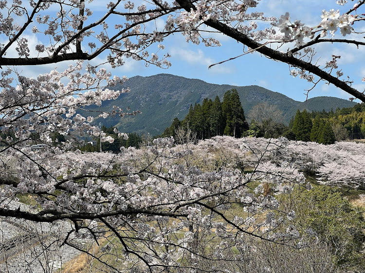 フェアレディZの桜満開です・熊本県美里町・緑川ダム湖・桜とコラボ🌸に関するカスタム事例の投稿画像2枚目