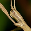 Blatchley Walkingstick