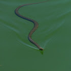 Tessellated Water Snake