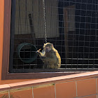 Olive Baboon