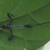 Crown Wasp (female)