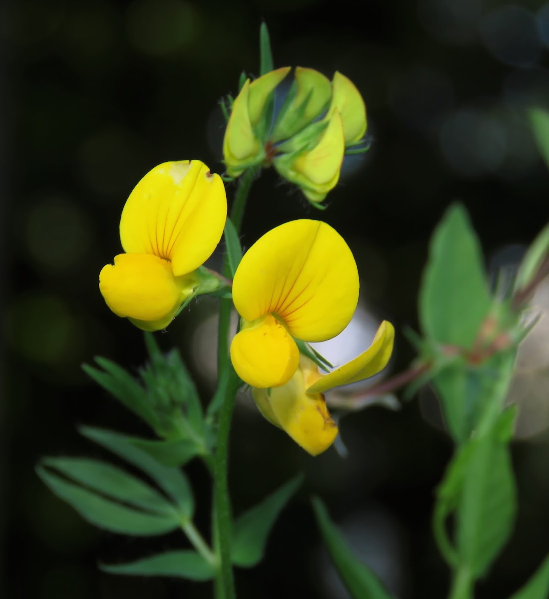 Bird's-foot trefoil