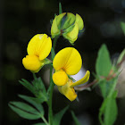 Bird's-foot trefoil