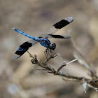 Libélula (Band-winged dragonlet)