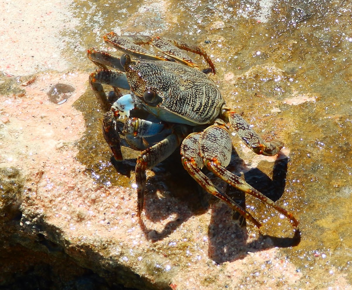 Sally's Lightfoot Crab