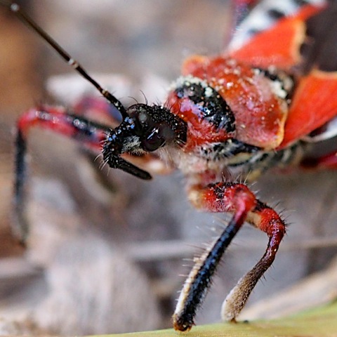 Bee Killer Assassin Bug