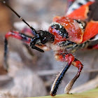 Bee Killer Assassin Bug