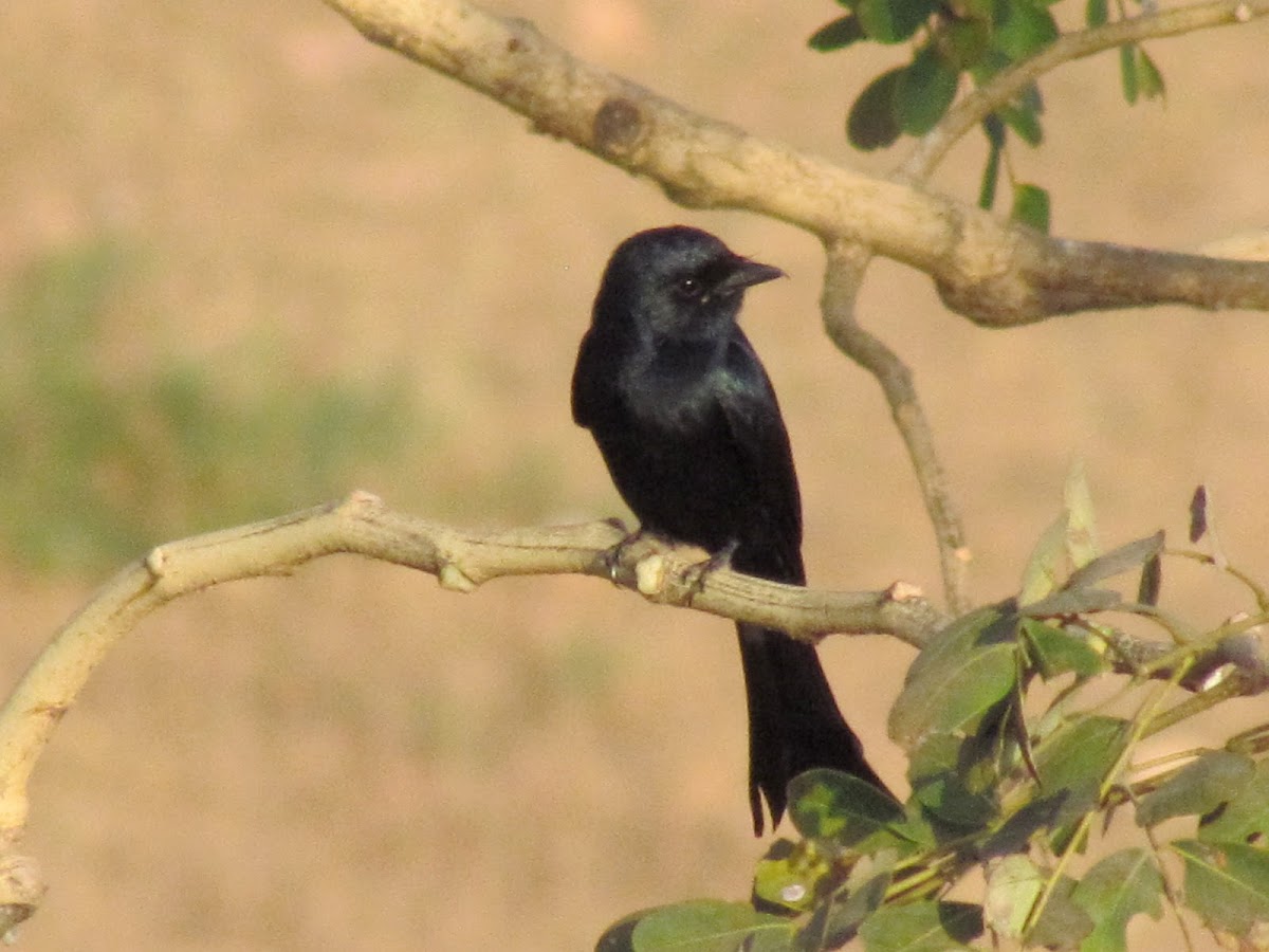 Black Drongo (Kotwal)