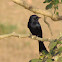 Black Drongo (Kotwal)