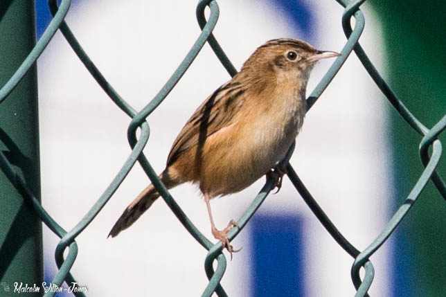 Zitting Cisticola; Buitrón