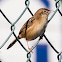 Zitting Cisticola; Buitrón