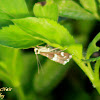 Beet Webworm Moth